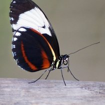 1235632870.jpg